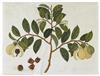 (BOTANICAL--CHINA TRADE.) Group of three watercolors of fruiting plants,